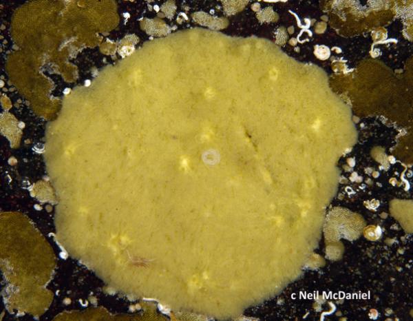 Photo of Hymeraphia stellifera by <a href="http://www.seastarsofthepacificnorthwest.info/">Neil McDaniel</a>